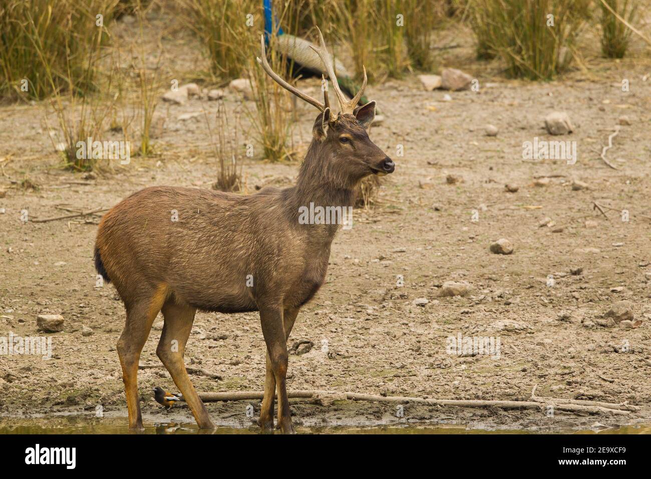 Sambar Deer (rusa unicolor) Banque D'Images