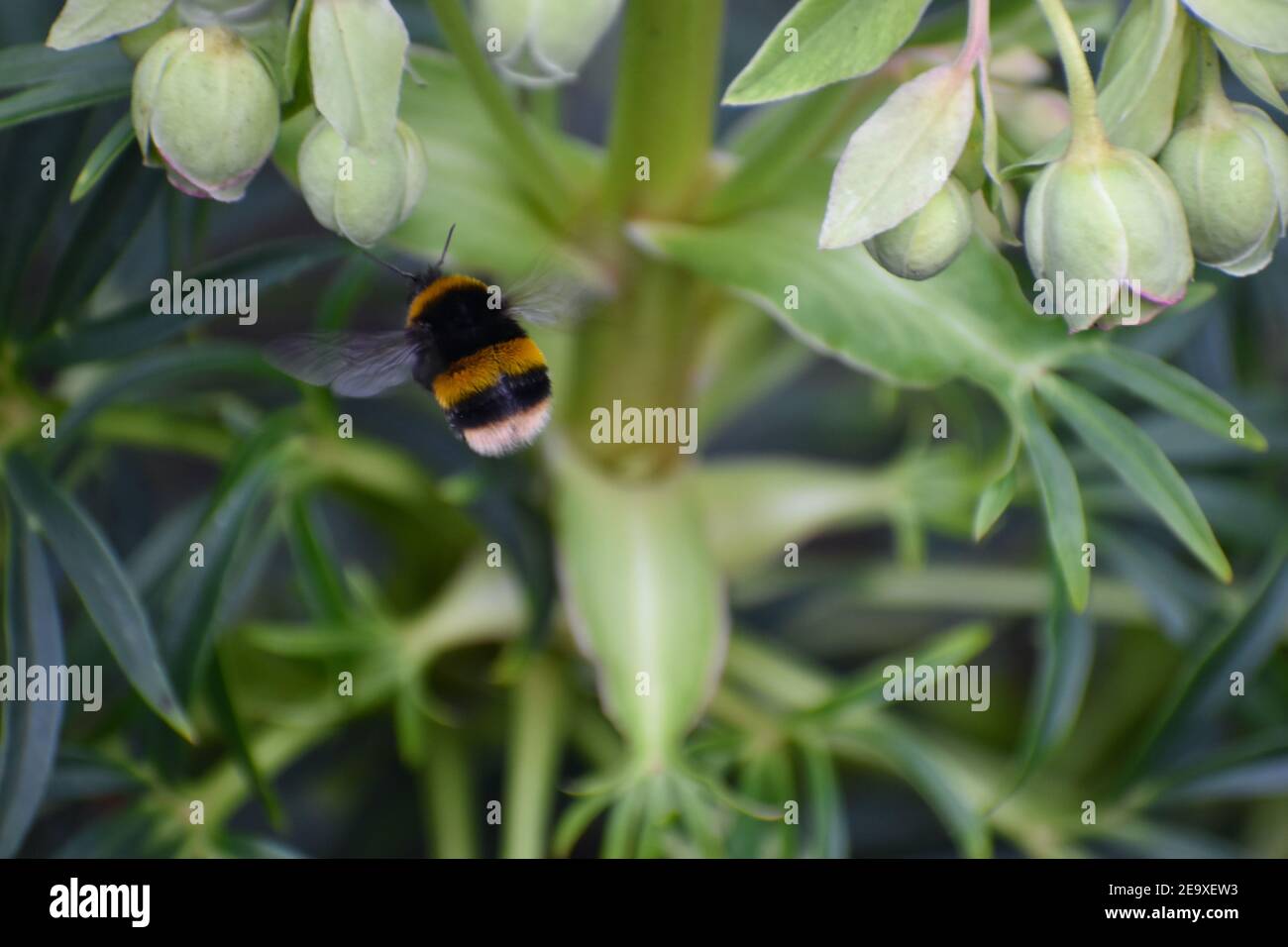 Une abeille Bumble à queue blanche bombus lucorum. Les abeilles sont plus communes dans les parties septentrionales, mais on les trouve aussi en Islande Grande-Bretagne qui se nourrissent de nectar ou de pollen Banque D'Images