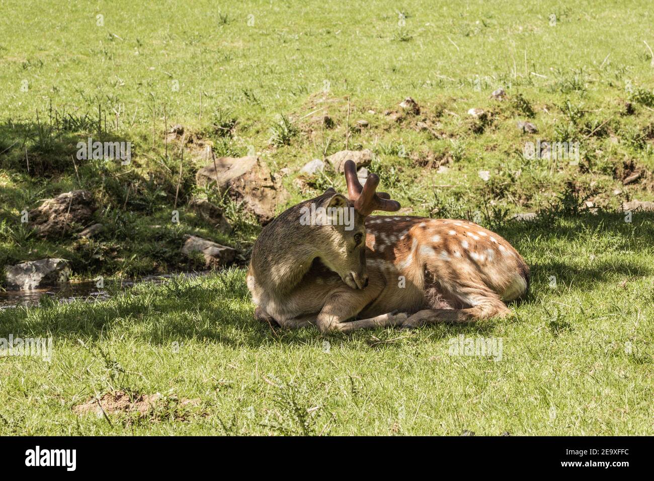 Un seul cerf de sika par temps ensoleillé. Thème animal. Parc animalier de Warstein, Allemagne Banque D'Images