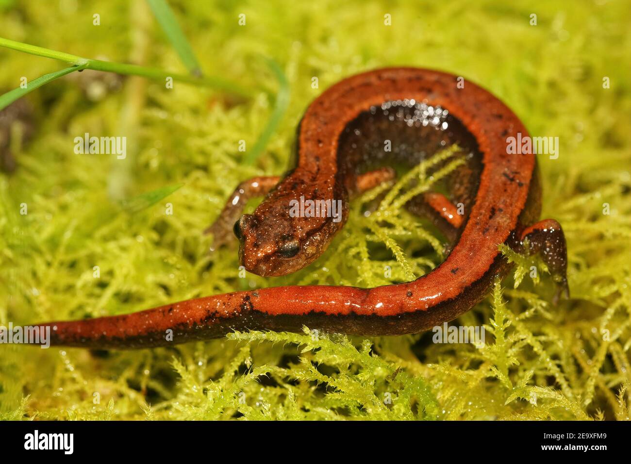 Une forme rouge vif de la salamandre rouge de l'Ouest, Plethodon vehilulum Banque D'Images