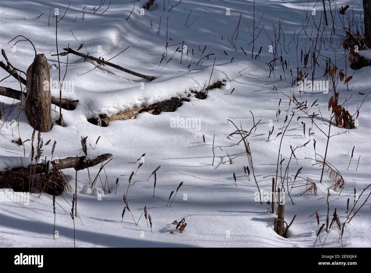 Scène d'hiver d'une zone boisée dans la neige blanche fraîche percée par la végétation de fond de forêt et les castors rasés souches d'arbres. En couleur mais presque noir et blanc Banque D'Images