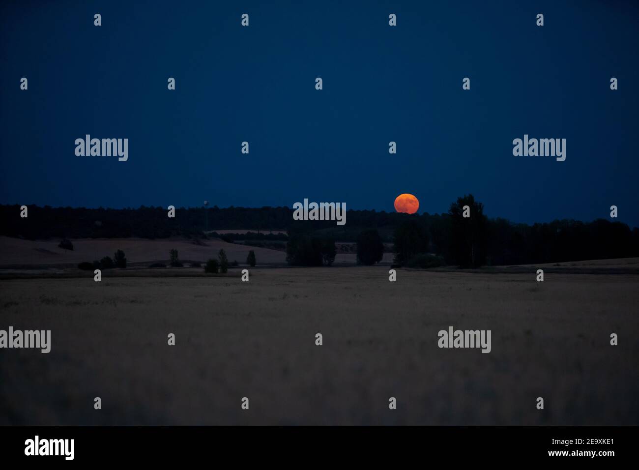 Pleine lune se levant au bas d'un champ de blé. Banque D'Images
