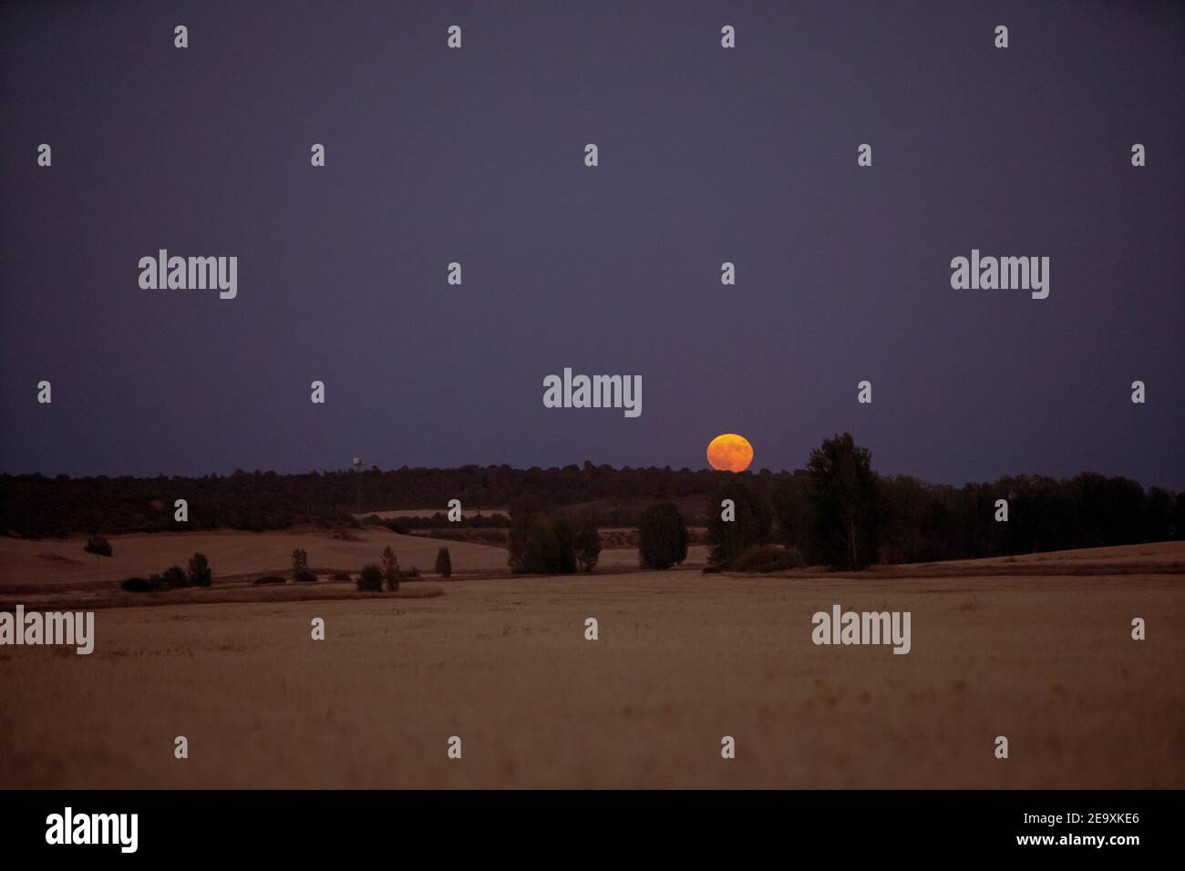 Pleine lune se levant au bas d'un champ de blé. Banque D'Images