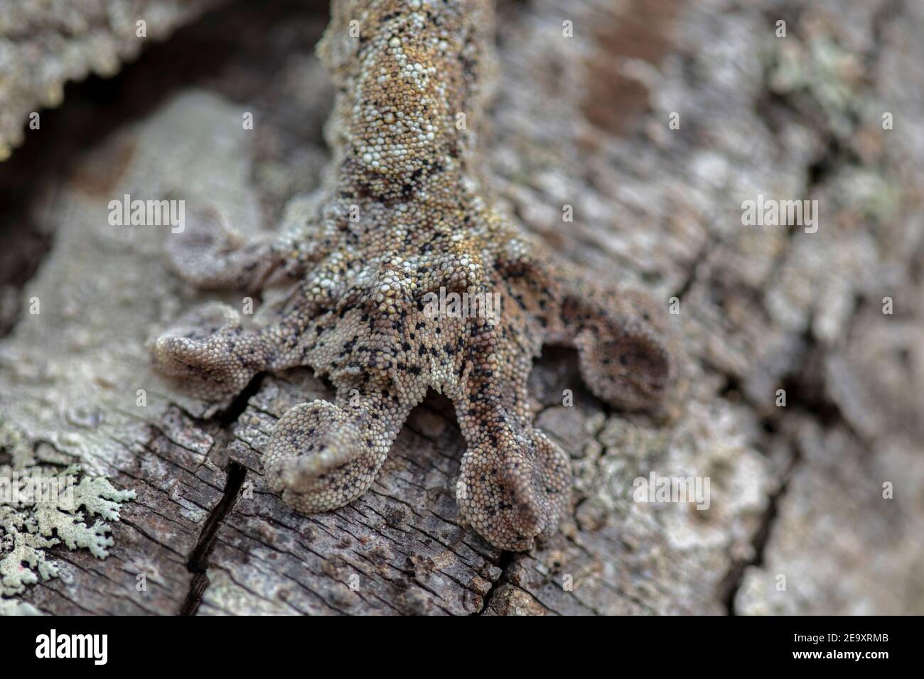Gros plan d'un Gecko de Madagascar perché sur un arbre et camouflage avec les branches Banque D'Images