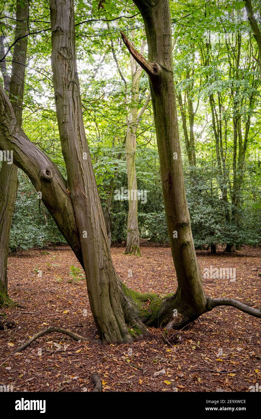 Arbre torsadé dans le Greenway Crewe Cheshire Royaume-Uni Banque D'Images