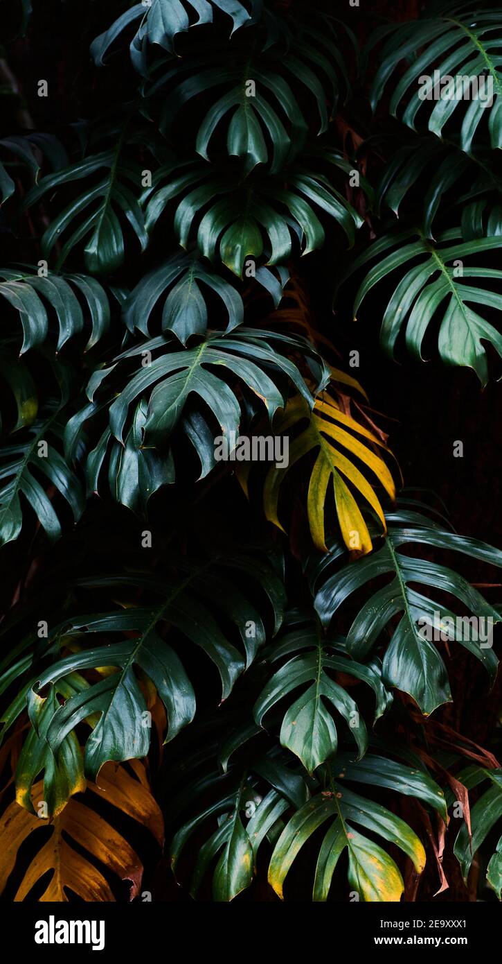 Arrière-plan des feuilles vert foncé dans la forêt tropicale Banque D'Images