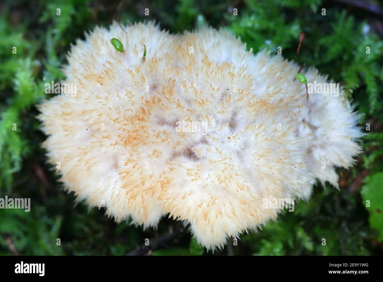 Postia ptychogaster, communément connue sous le nom de champignon sauvage, support powderpuff de Finlande Banque D'Images