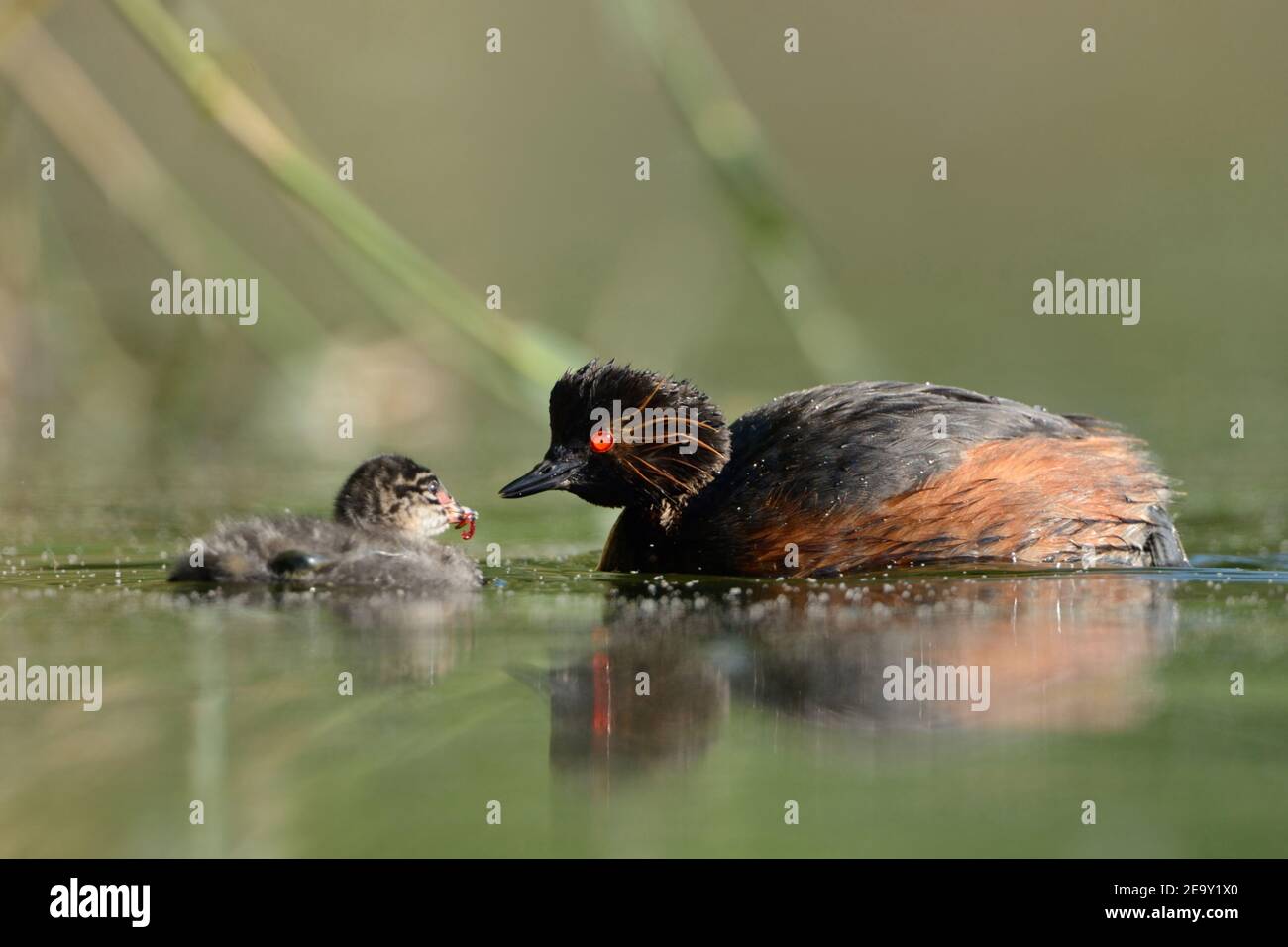 Grebe à cou noir / Grebe élevé ( Podiceps nigricollis ), adulte nourrissant sa poussin avec le ver de la sang, s'occupant de jeunes, la faune, l'Europe. Banque D'Images