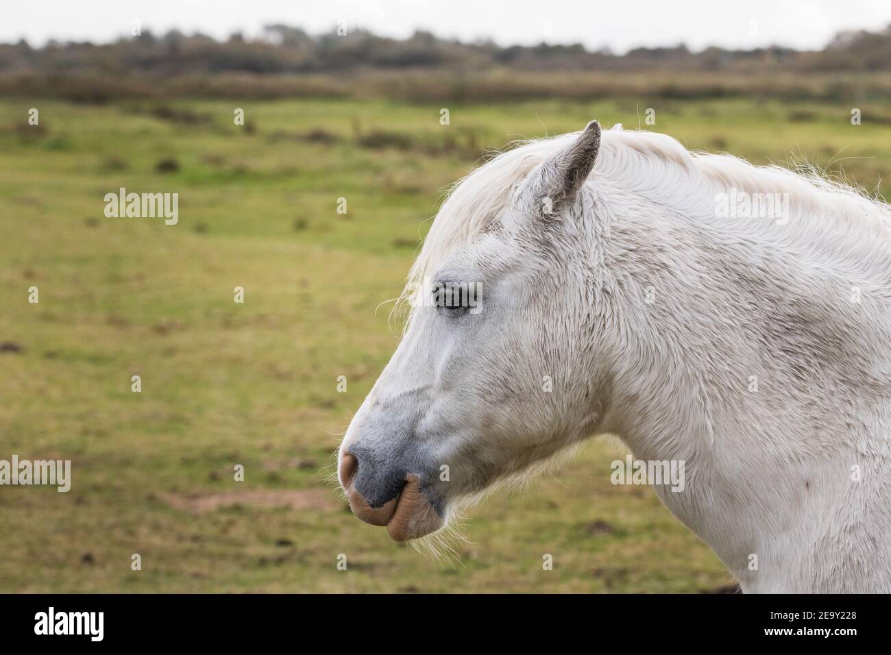 Magnifique White Horse au Farm Ranch - Medium Shot Banque D'Images