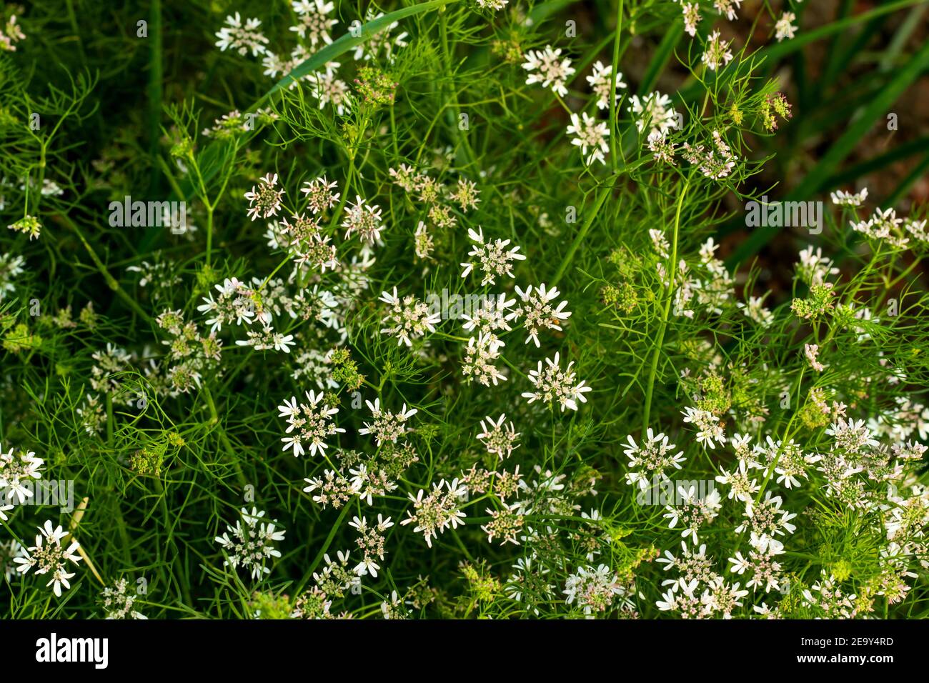 Les fleurs de coriandre ou tout comme les feuilles contiennent des fibres alimentaires, des vitamines, des minéraux, des micronutriments et des antioxydants Banque D'Images