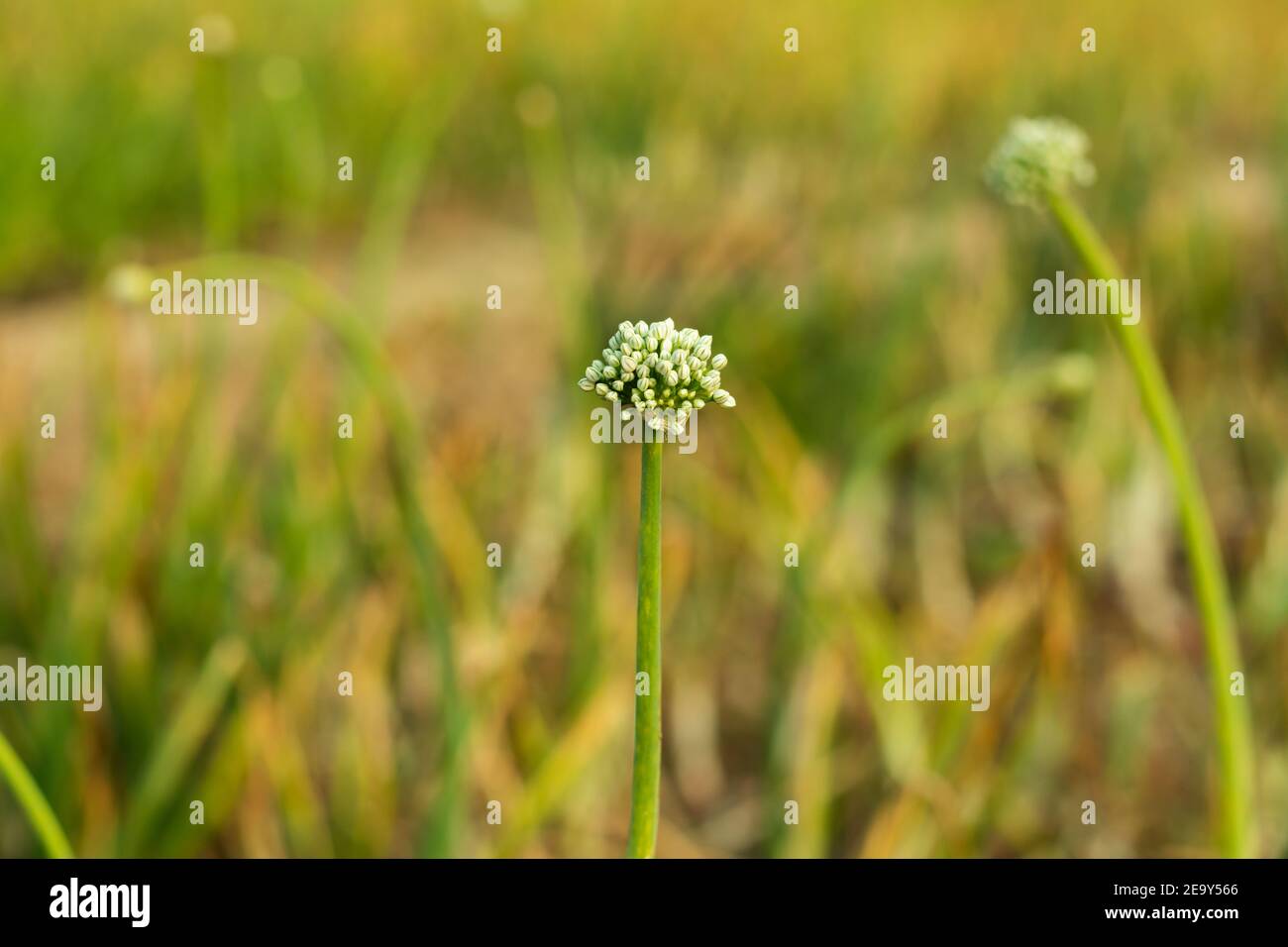 Fleur d'oignon dans le champ qui un parfait macro-shot. La tige de l'oignon avec des bourgeons blancs Banque D'Images