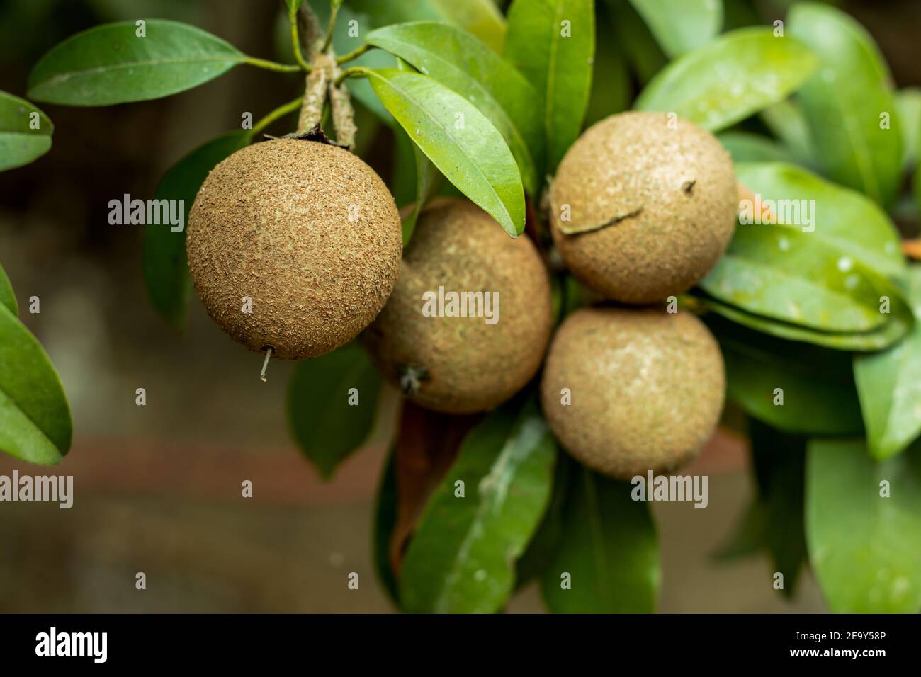 La photographie de fruits Chiku exotiques, connus sous le nom de sapodilla, manilkara zapota chiche, chikoo, sapota, noseberry et mudApple doux fruits Banque D'Images