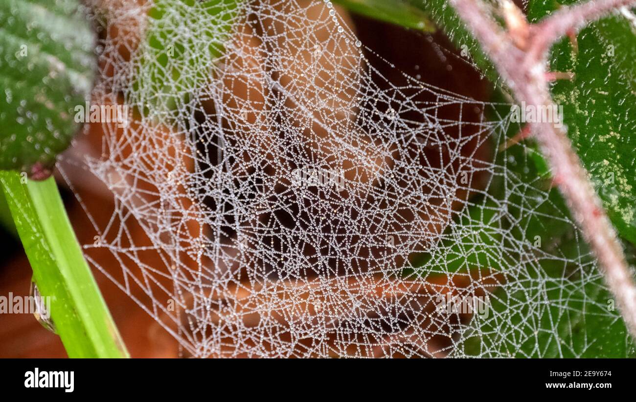 Gros plan des gouttes de rosée dans la toile d'araignée Banque D'Images
