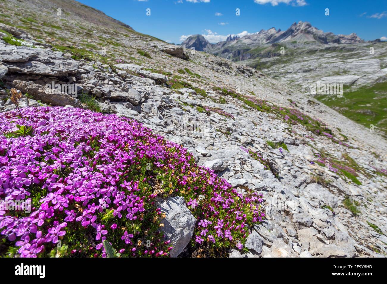 Floraison de Silene acaulis, plante alpine porteuse. Les Dolomites du parc naturel de Puez-Odle. Alpes italiennes. Europe. Banque D'Images