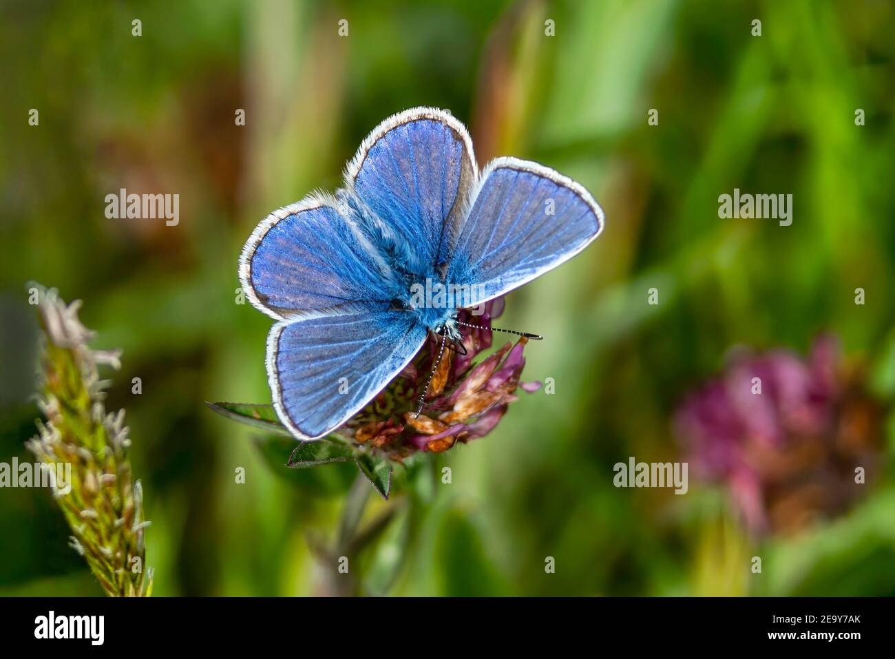 Papillon bleu Adonis avec ailes étirées dans la photo de stock de printemps Banque D'Images