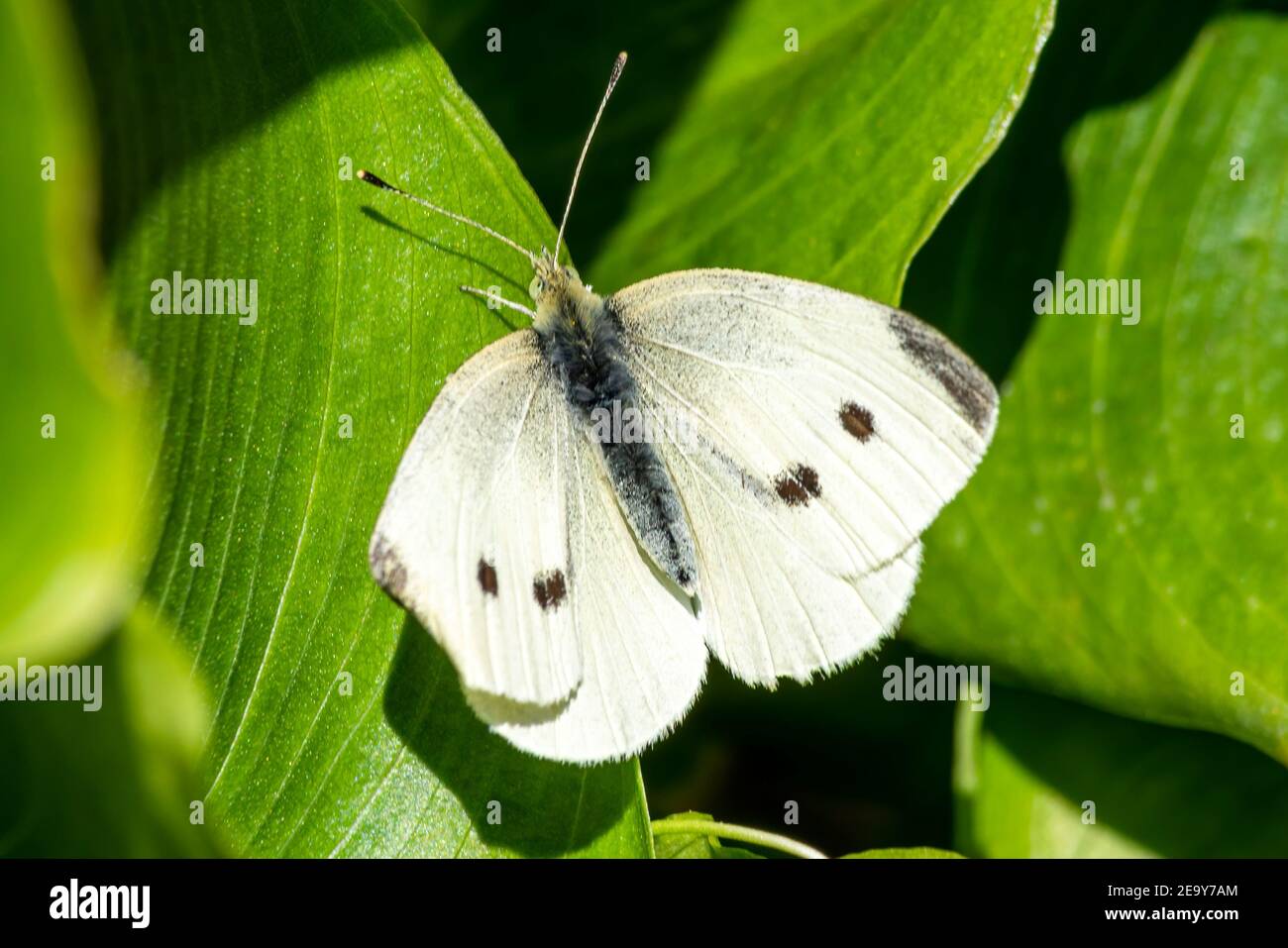 Petit papillon blanc avec ailes étirées dans la photo de printemps Banque D'Images