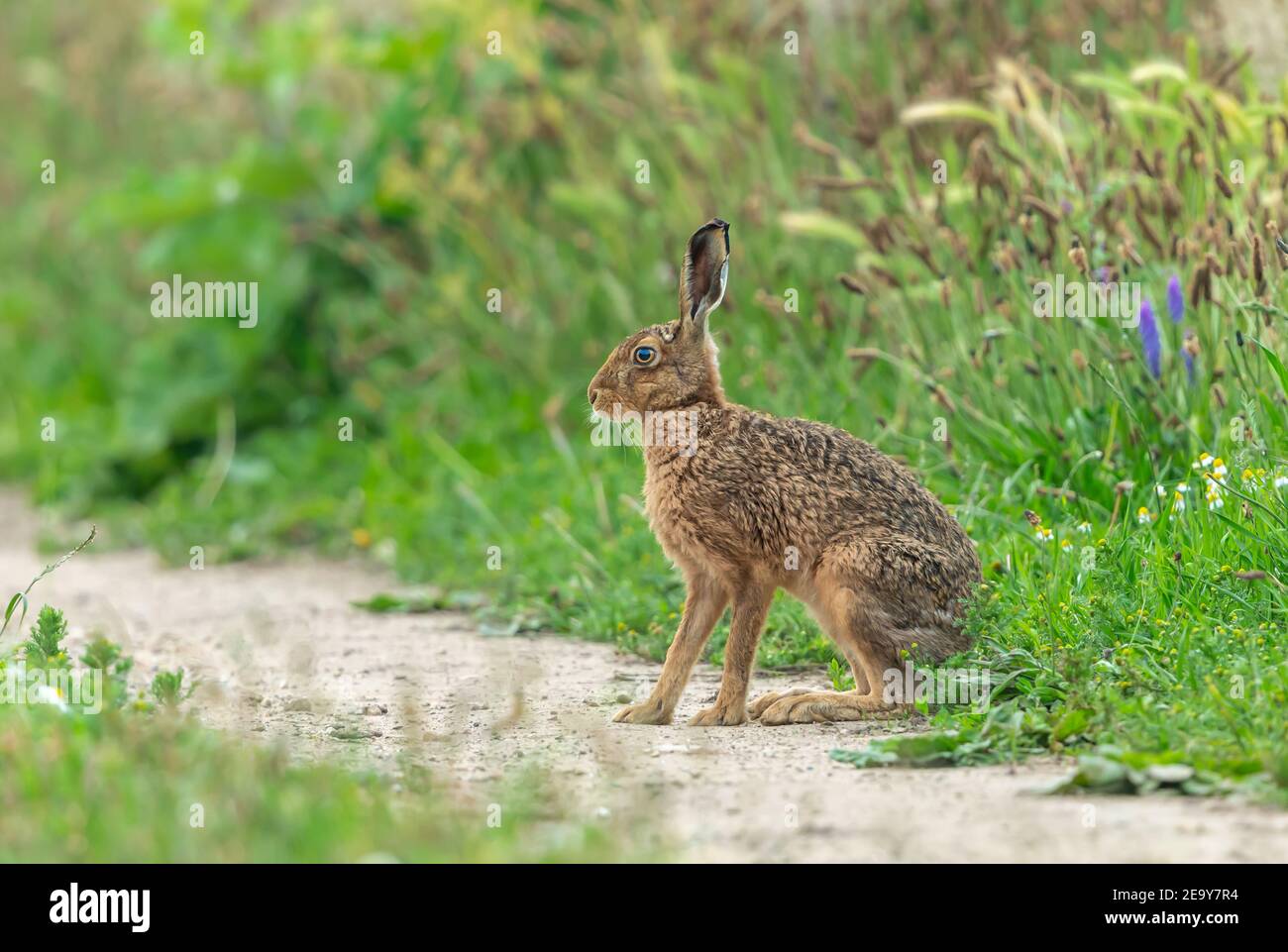 Lièvre brun. Gros plan d'un lièvre adulte assis en été, face à gauche dans un habitat naturel de terres agricoles avec des fleurs sauvages colorées. Nom scientifique: Lepus E. Banque D'Images