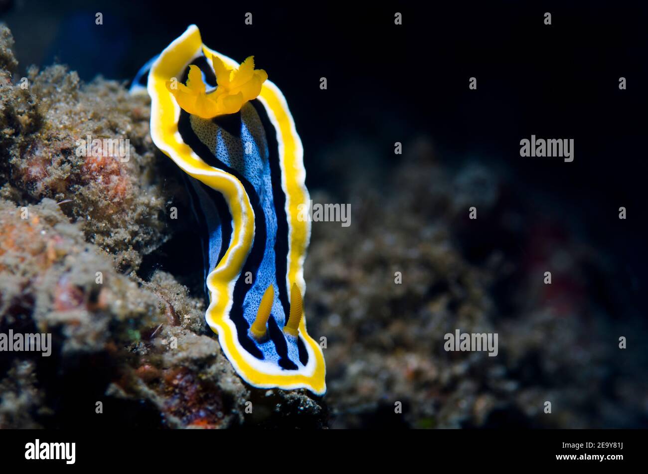 Chromodoris Nudibranch (Chromodoris annae) Banque D'Images