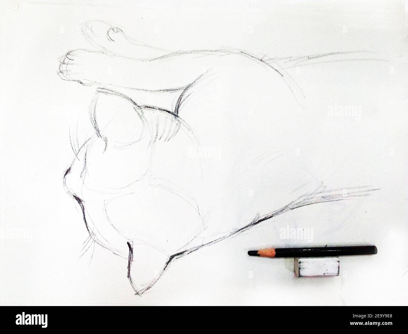 Art Dessin Beaux Arts Esquisse Mignon Animaux De Chat Thailande Photo Stock Alamy