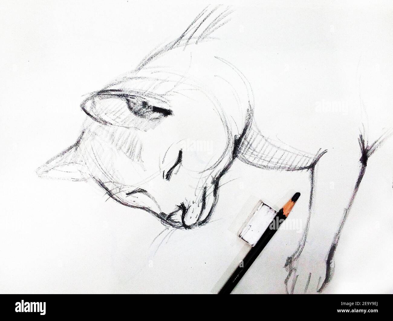 Art Dessin Beaux Arts Esquisse Mignon Animaux De Chat Thailande Photo Stock Alamy