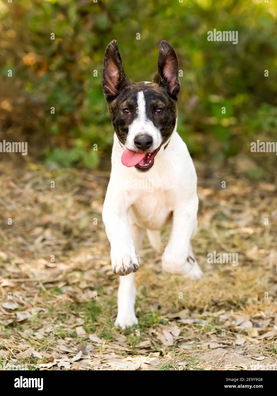 Un chien drôle de regarder est en train de courir avec sa langue pendante De la bouche Banque D'Images