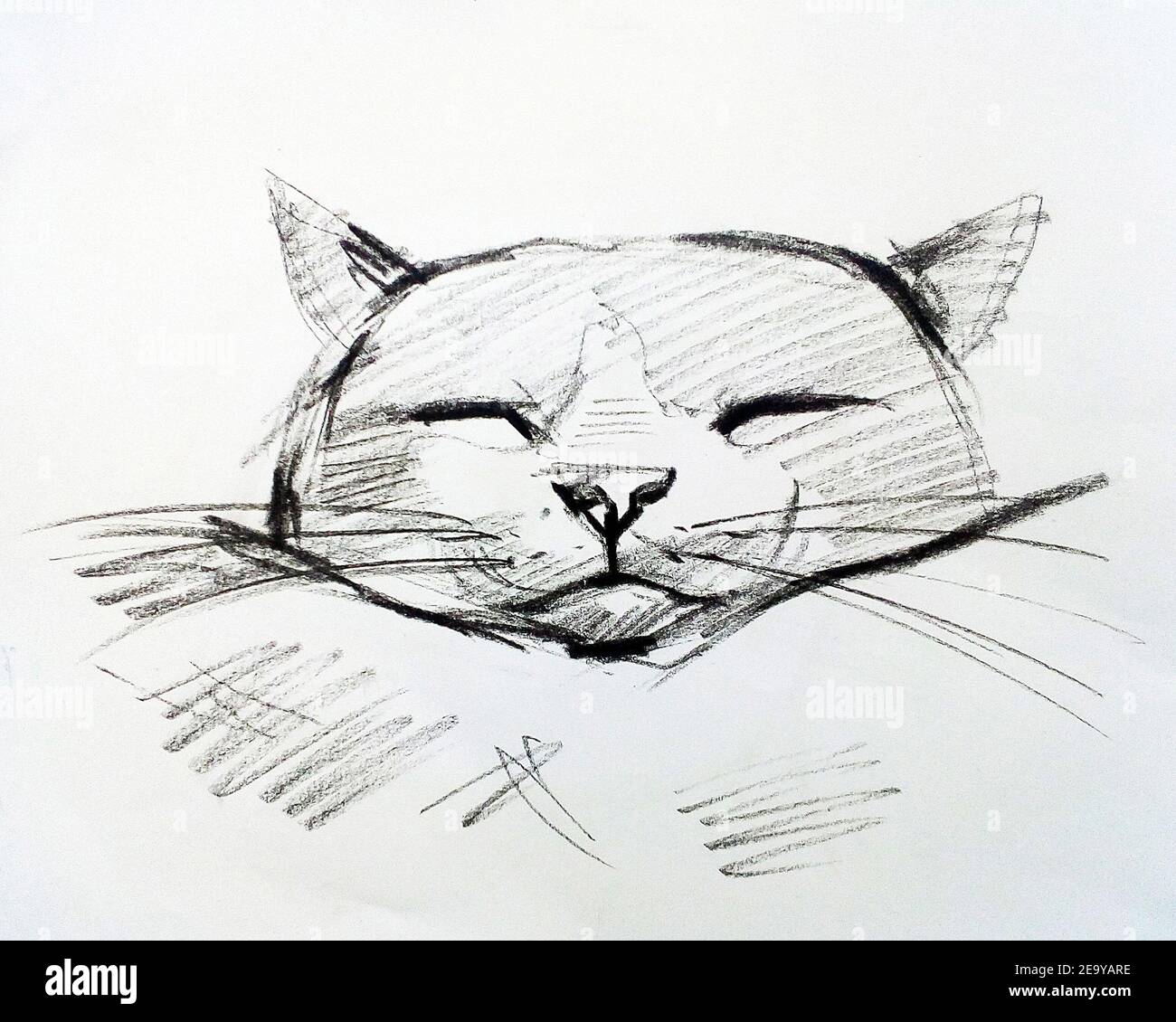 Art Dessin Beaux Arts Esquisse Mignon Animaux De Chat Thailande Photo Stock Alamy