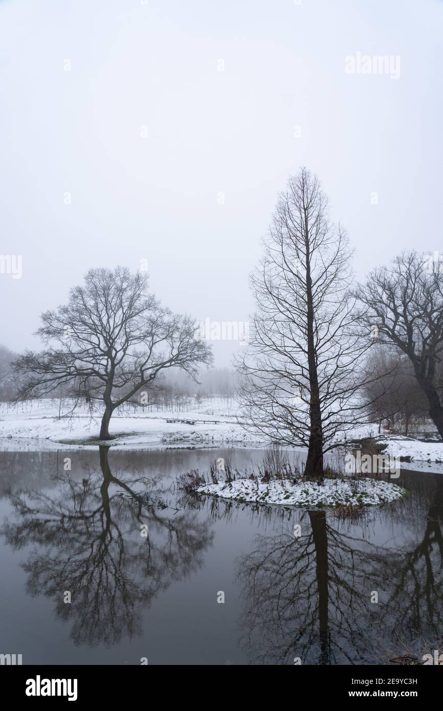 Vue panoramique sur les arbres le long d'un lac enneigé, RHS Garden, Harlow Carr, Harrogate, North Yorkshire, Angleterre, Royaume-Uni. Banque D'Images