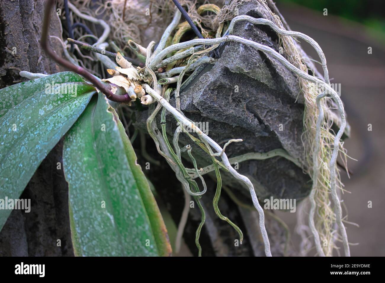 Racines D Orchidees Banque D Image Et Photos Alamy