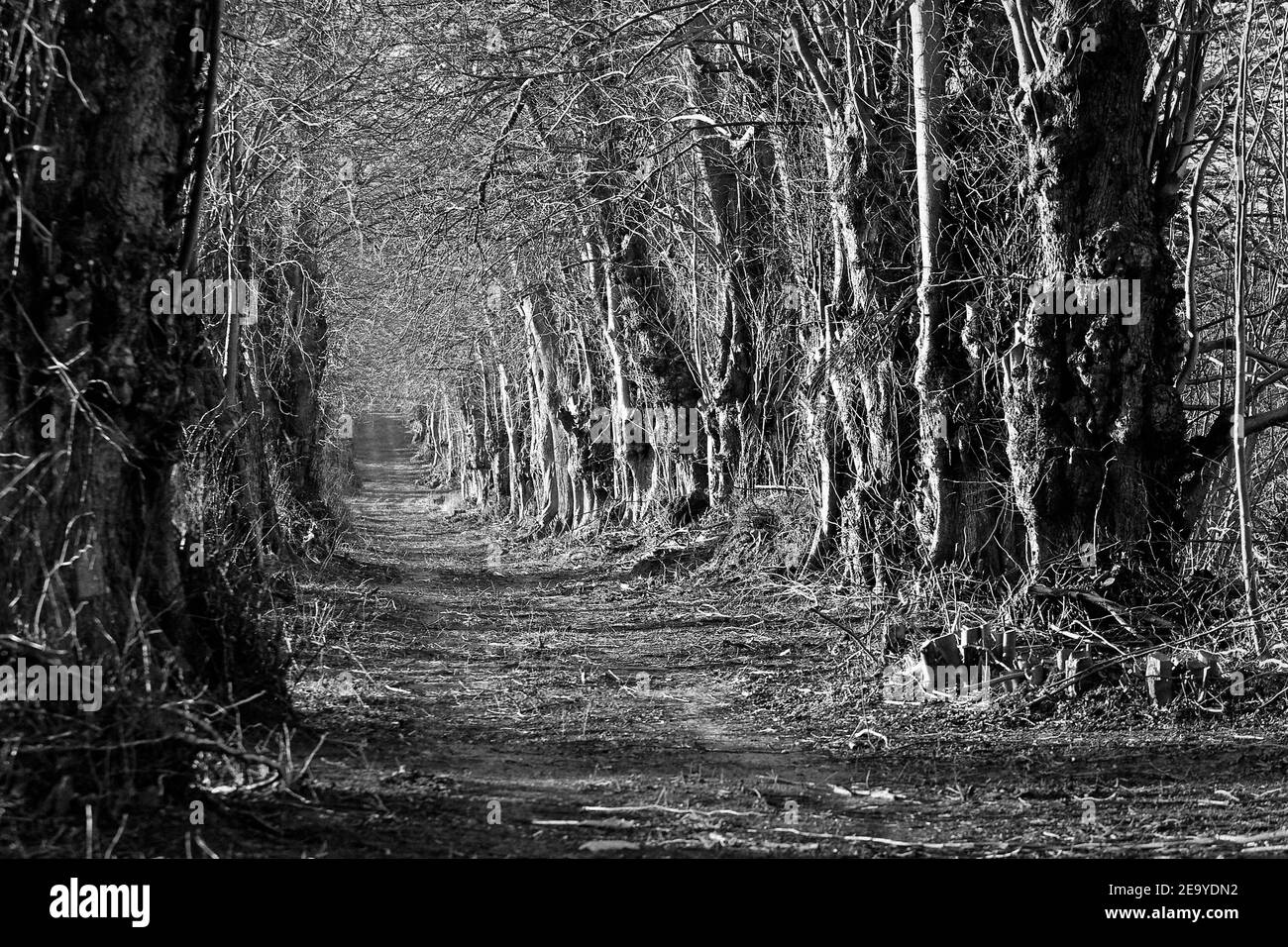 La vieille allée de linden en hiver. Magnifiques paysages de photos en noir et blanc Banque D'Images
