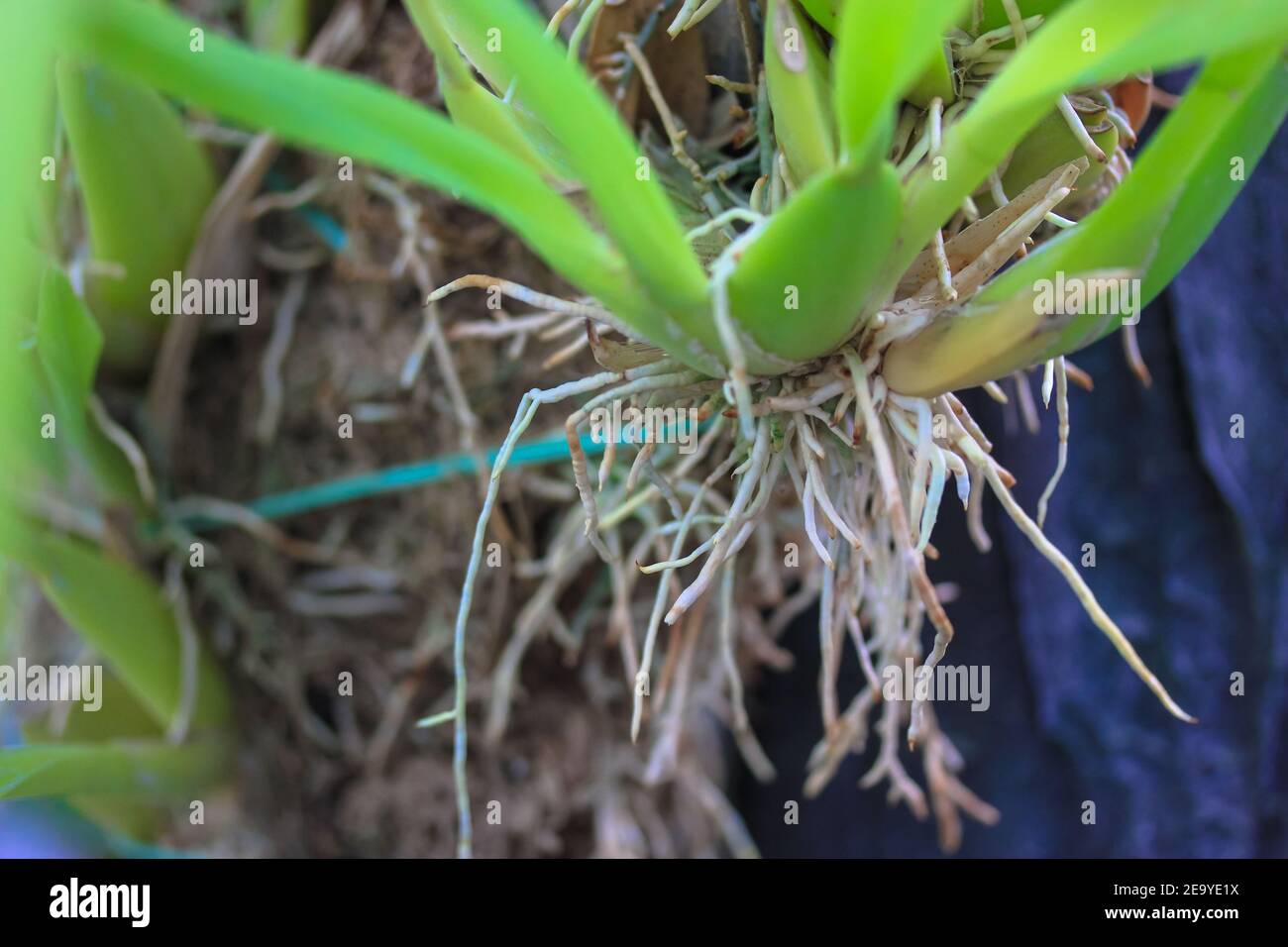 Racines Et Feuilles Vertes D Une Plante Orchidee Sans Fleurs Soin Des Plantes Exotiques A La Maison Placer Pour Le Texte Photo Stock Alamy