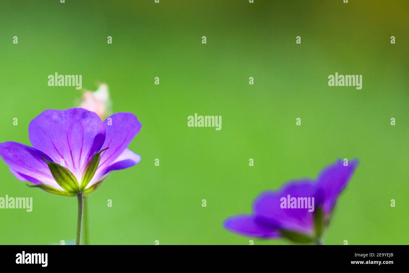 La rozanne rouge délicate geraniums fleurit contre un bokeh vert arrière-plan Banque D'Images