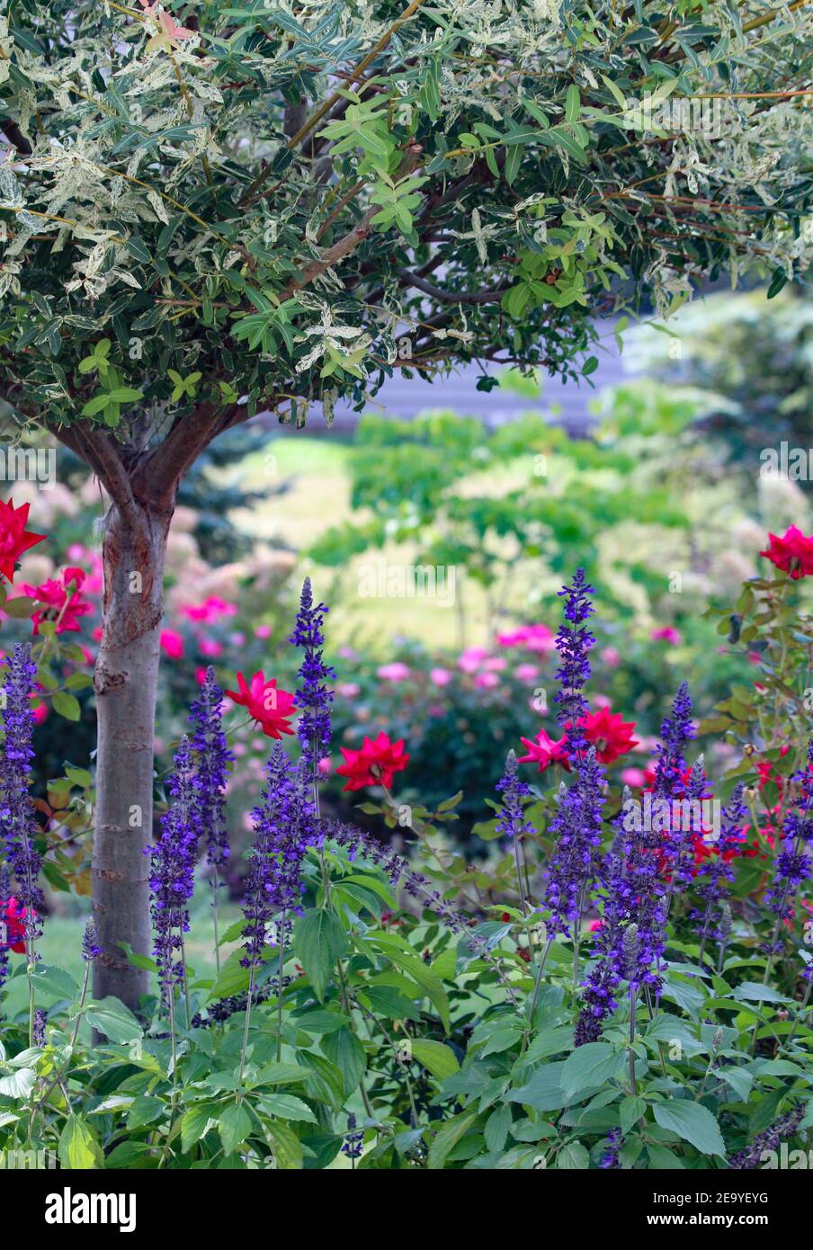 Une cour de banlieue paysagée avec des herbes ornementales et des plantes vivaces, northwind, pannicum virgatum et la salvia bleue. Banque D'Images