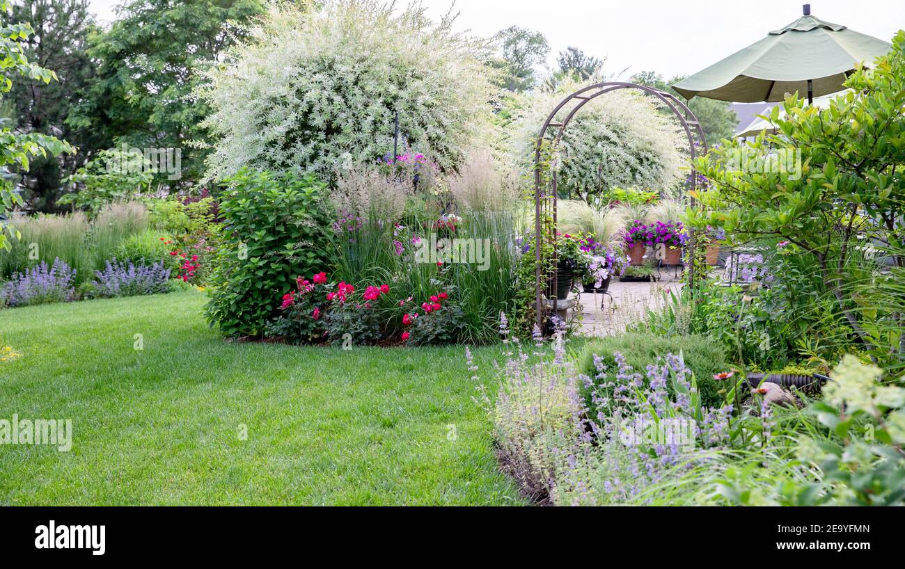 Saules japonais magiques arbres ornementaux dans un jardin d'été entouré par une rosiers, Karl Foerster Feather Reed herbe, menthe, herbe à plumes Banque D'Images