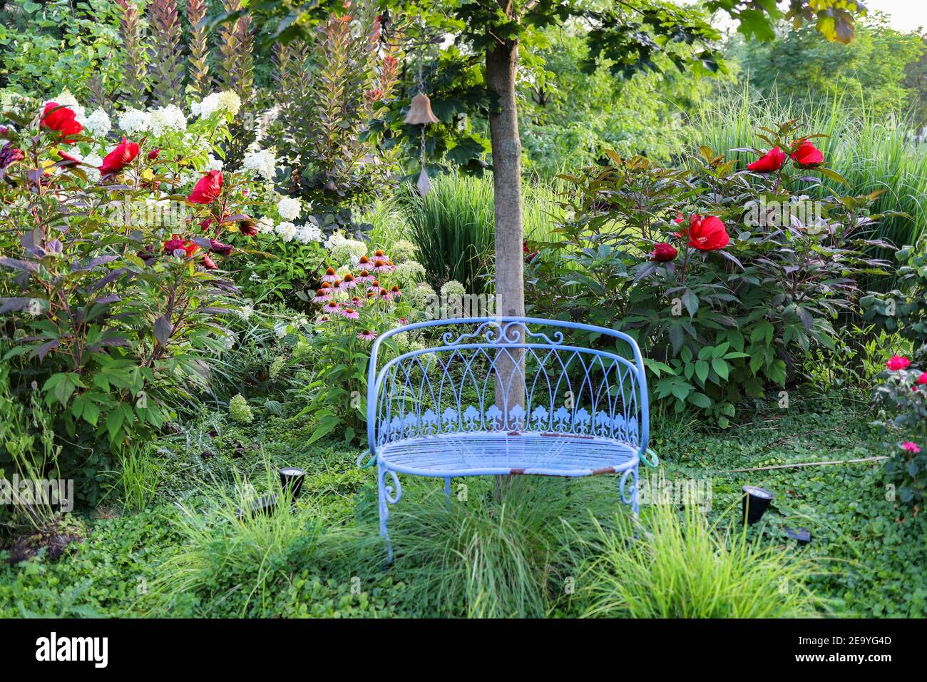 Bannière horizontale de banc bleu Vintage dans un joli jardin de chalet avec hibiscus rouge, hortensias blanches et roses Knockout rouge cerise Banque D'Images