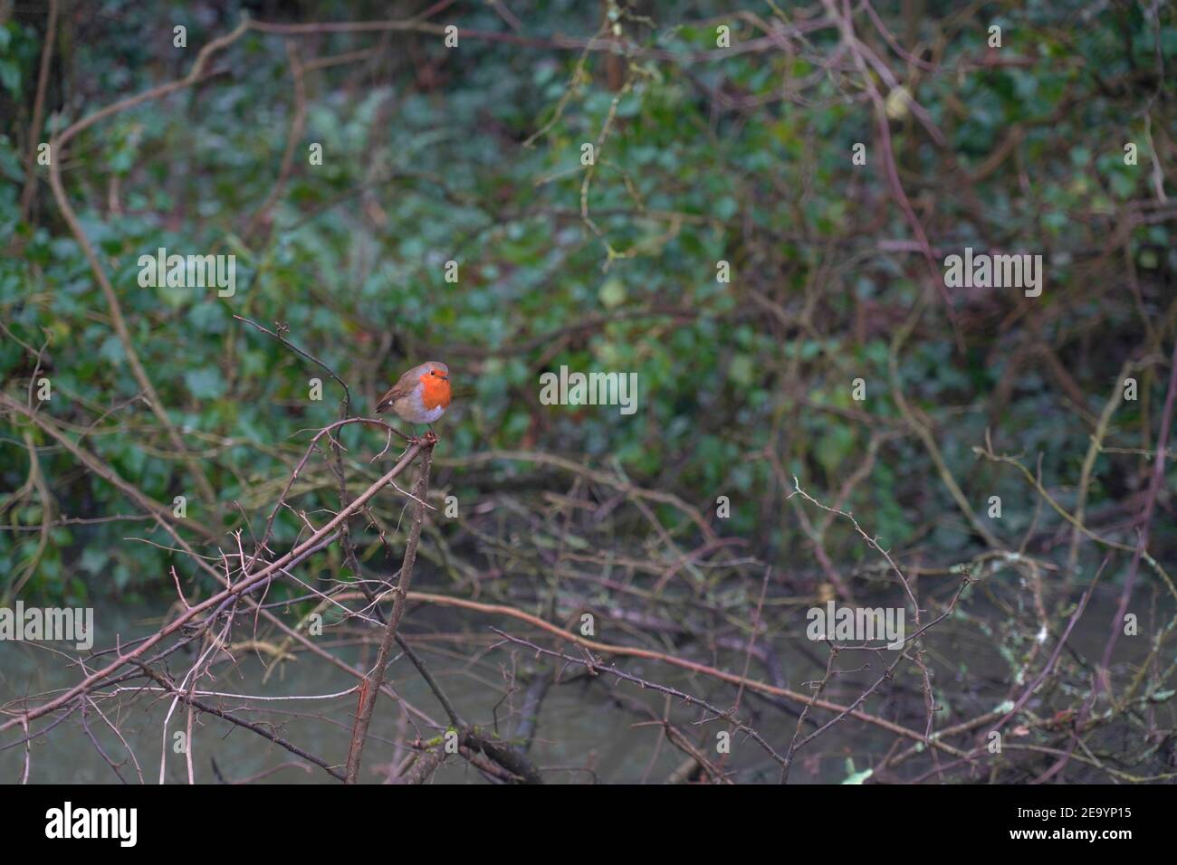 Gros plan d'un petit oiseau-Robin (erithacus rubecula) - Robin européen Banque D'Images