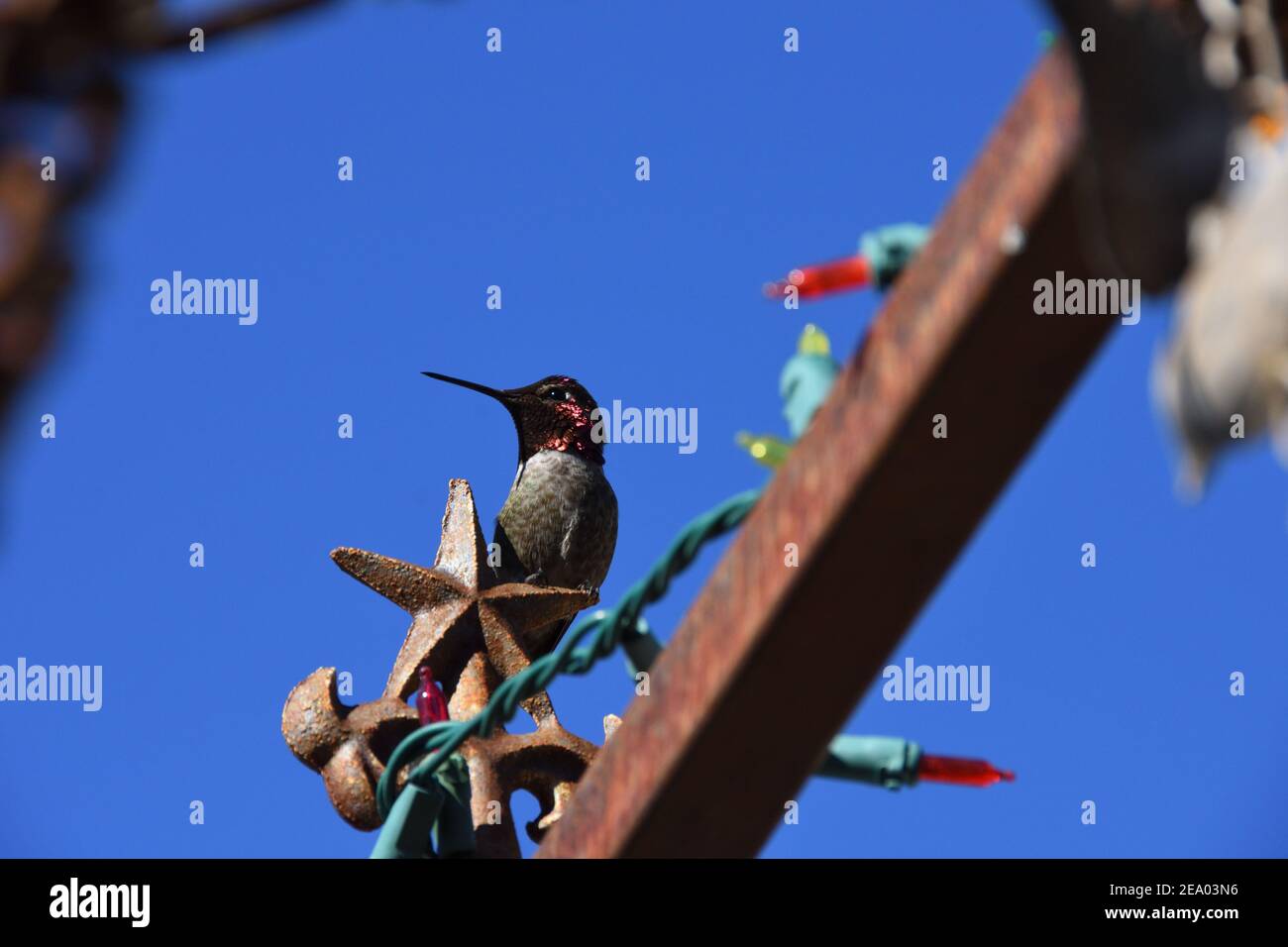 Colibri mâle à tête rouge sur le rail. Phoenix, Arizona, États-Unis. Fond bleu ciel. Banque D'Images