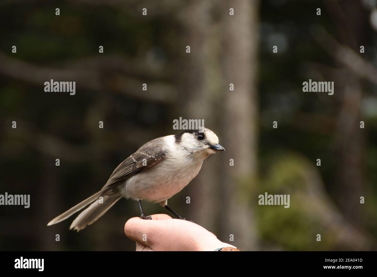 Gros plan de Grey jay (Perisoreus obscurus) sur une main au parc national du Mont Rainier, État de Washington, États-Unis Banque D'Images