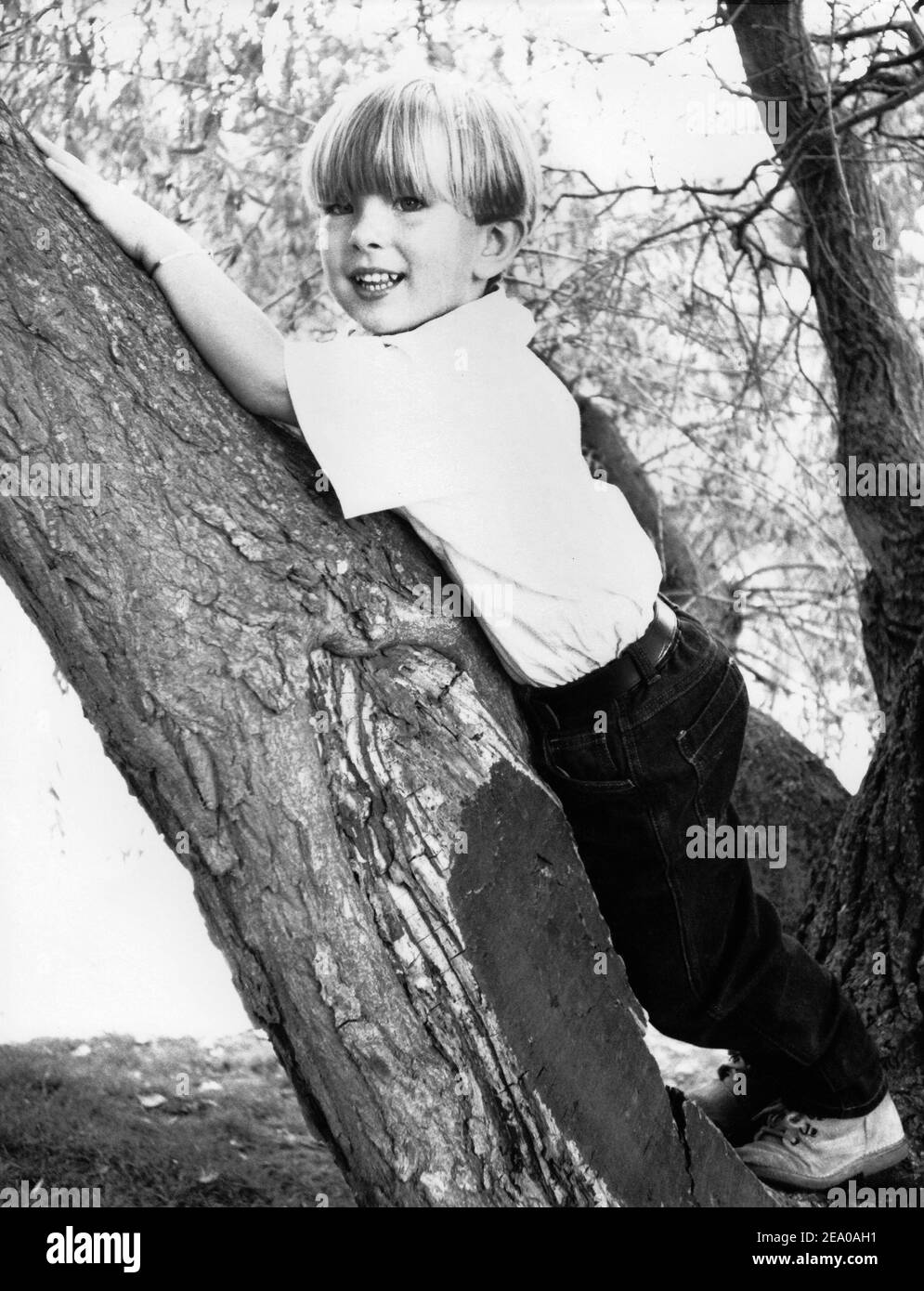numérisation monocrhome de l'imprimé du petit garçon posé sur l'arbre Banque D'Images