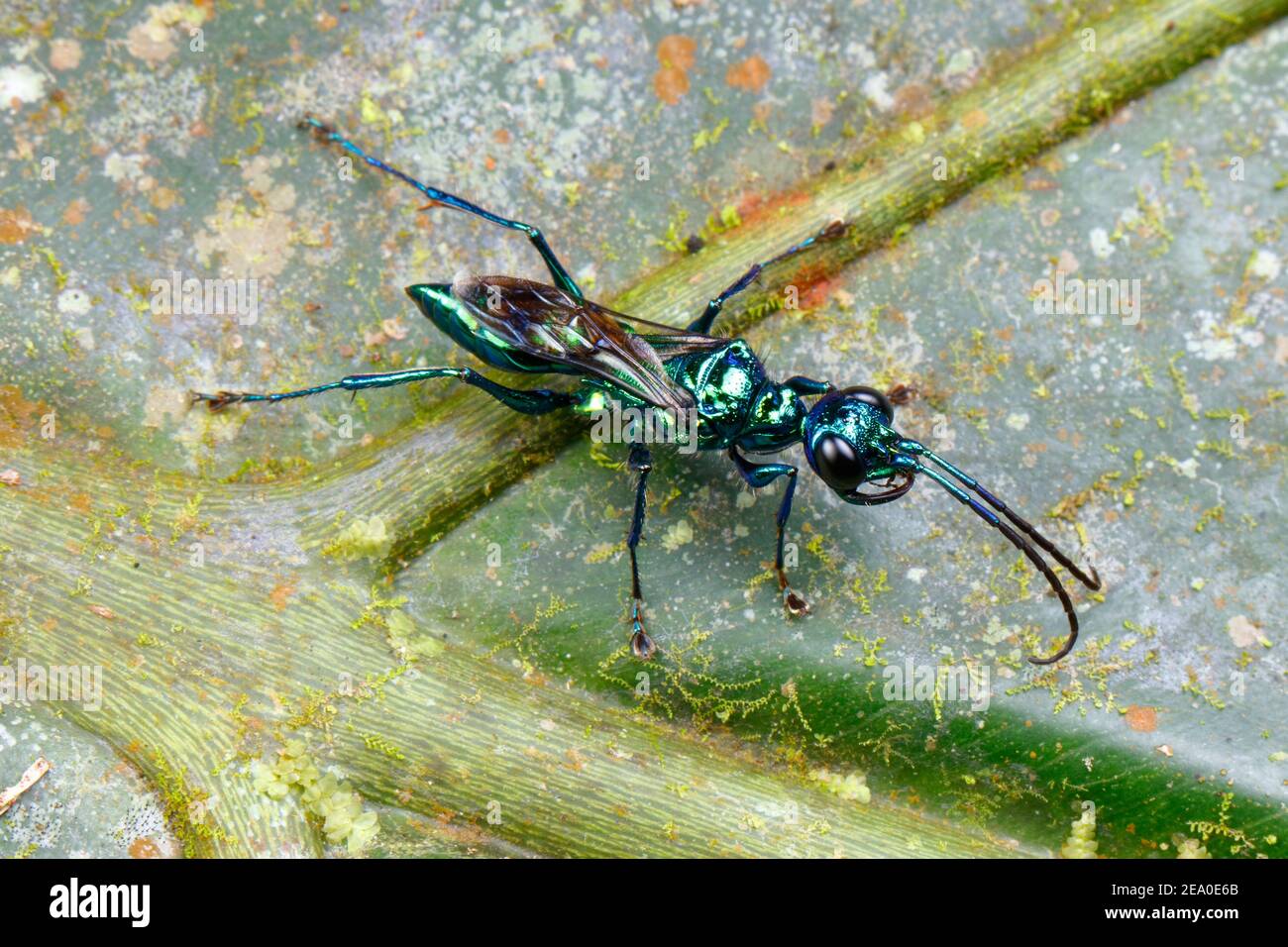 Une guêpe de bijou, une guêpe zombie ou une guêpe de cafard émeraude, Ampulex compressa, chasse aux proies sur une feuille. Banque D'Images