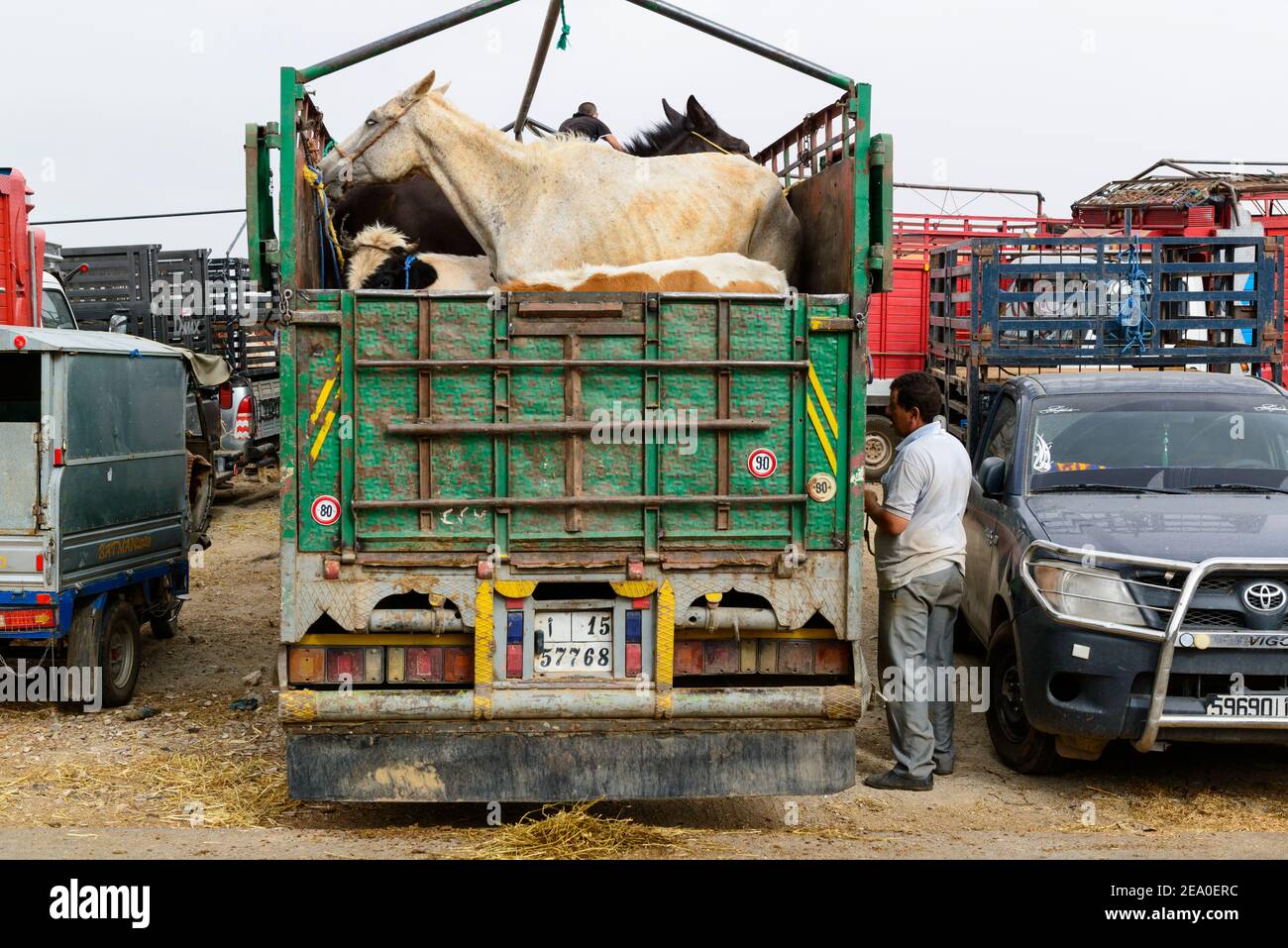 Au souq hebdomadaire à Azrou. Un petit cheval blanc chargé dans un camion. Maroc Banque D'Images
