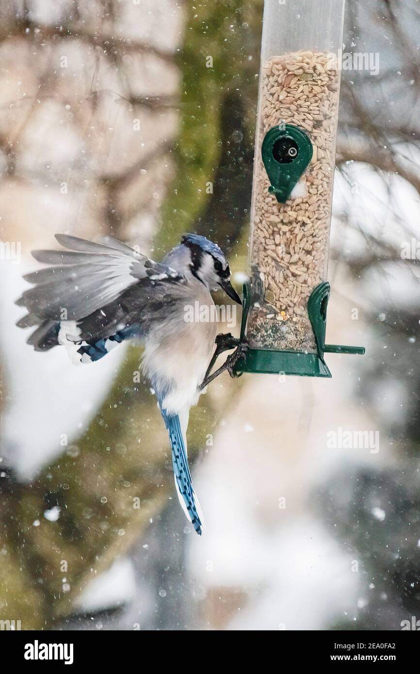 geai bleu au mangeoire à oiseaux d'hiver Banque D'Images