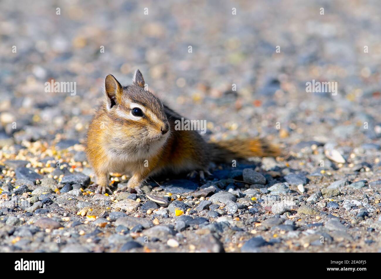 Un petit Chipmunk (Tamias minimus) assis sur un chemin de gravier avec des graines réparties autour. Banque D'Images