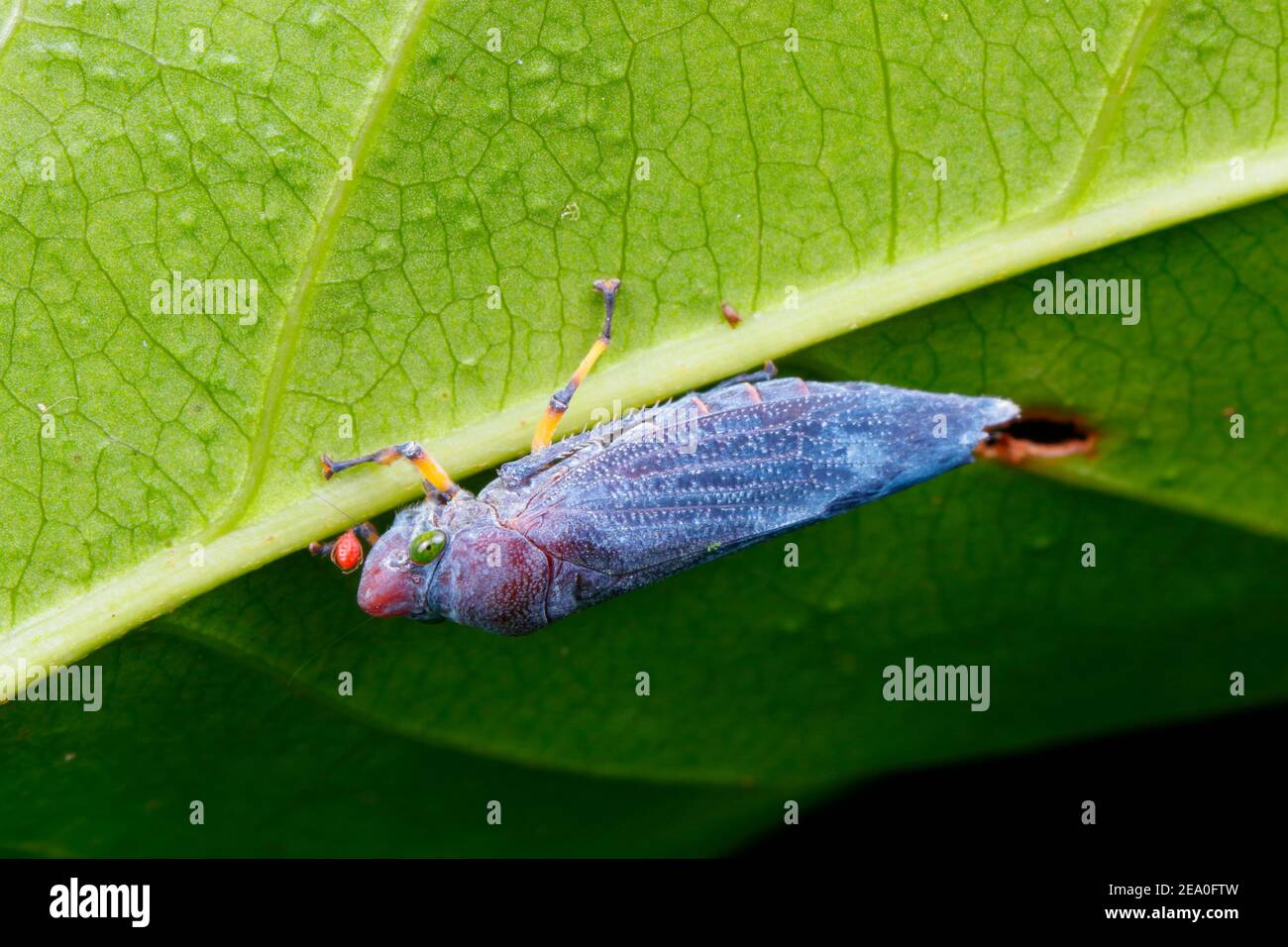 Une trémie à feuilles de sharpshooter, Cicacellidae, située sur le dessous d'une feuille, contient des acariens. Banque D'Images