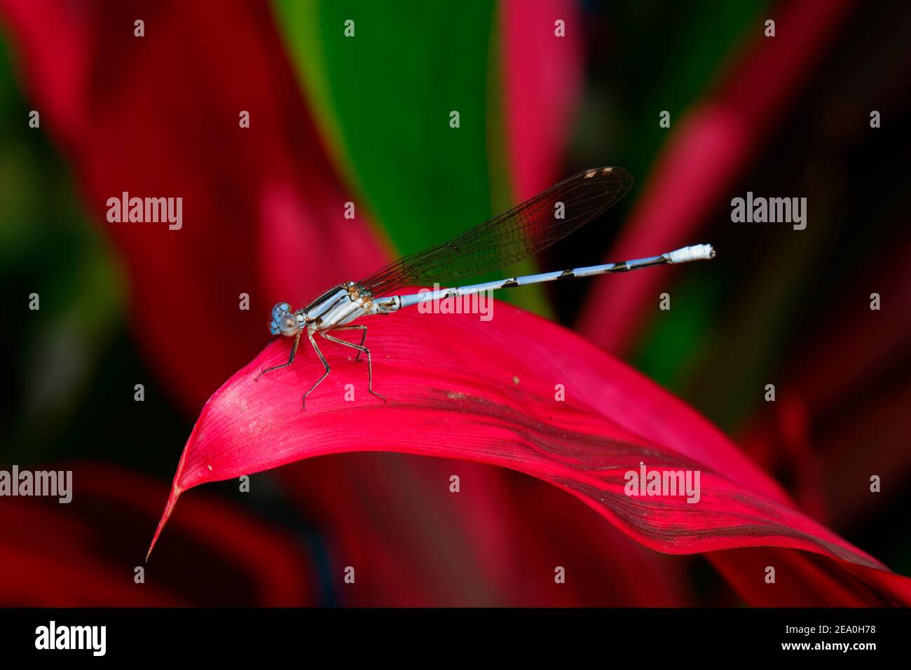 Une mouche bleue, le sous-ordre Zygoptera, perchée sur une feuille rouge. Banque D'Images