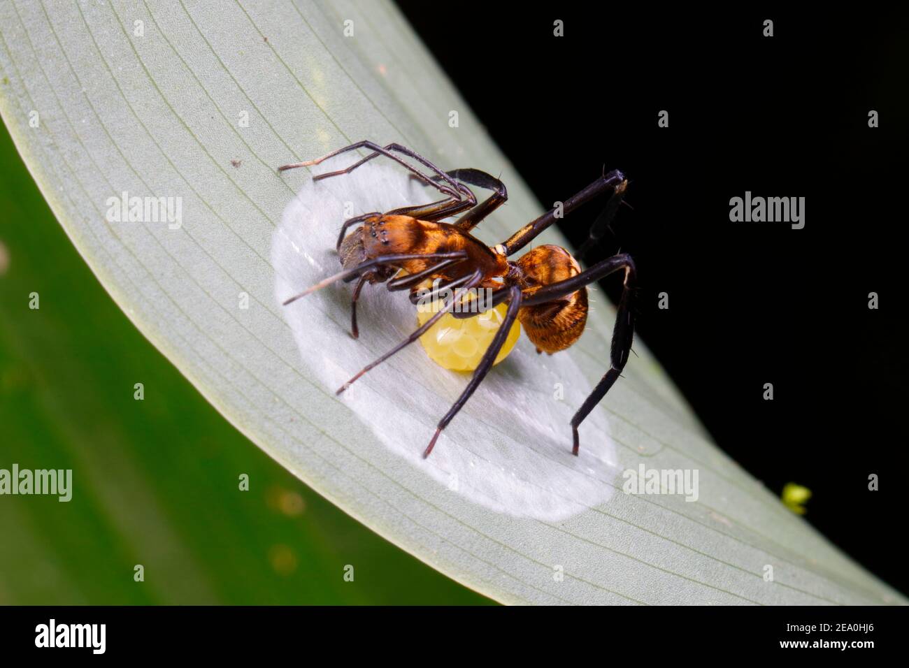 Un charpentier doré imitant l'araignée, Myrmecotypus rettenmeyeri, après avoir pondu une masse d'oeufs. Banque D'Images