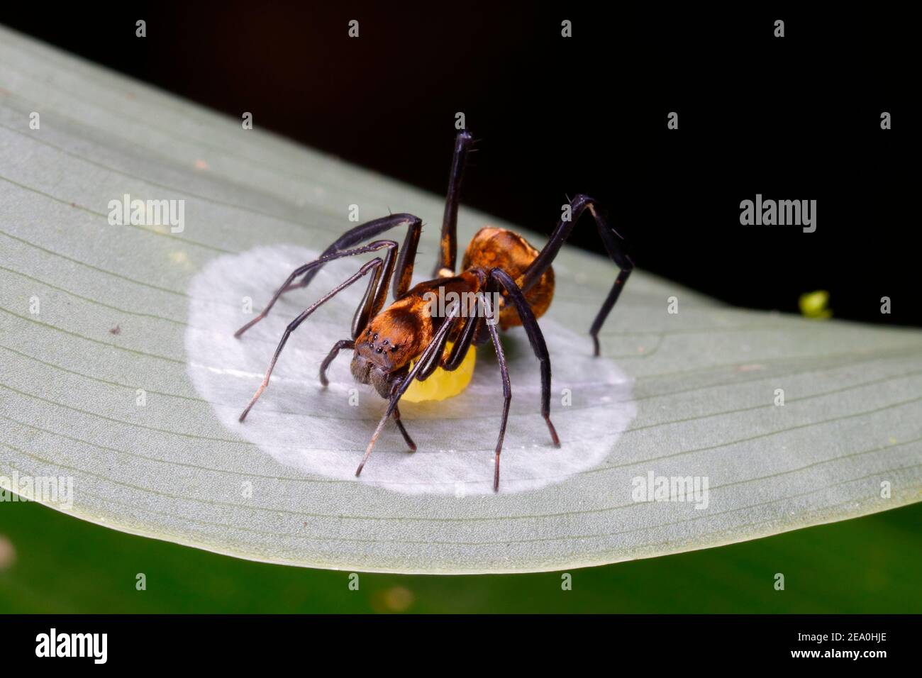 Un charpentier doré imitant l'araignée, Myrmecotypus rettenmeyeri, après avoir pondu une masse d'oeufs. Banque D'Images