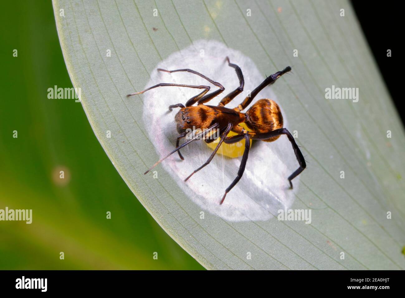Un charpentier doré imitant l'araignée, Myrmecotypus rettenmeyeri, après avoir pondu une masse d'oeufs. Banque D'Images