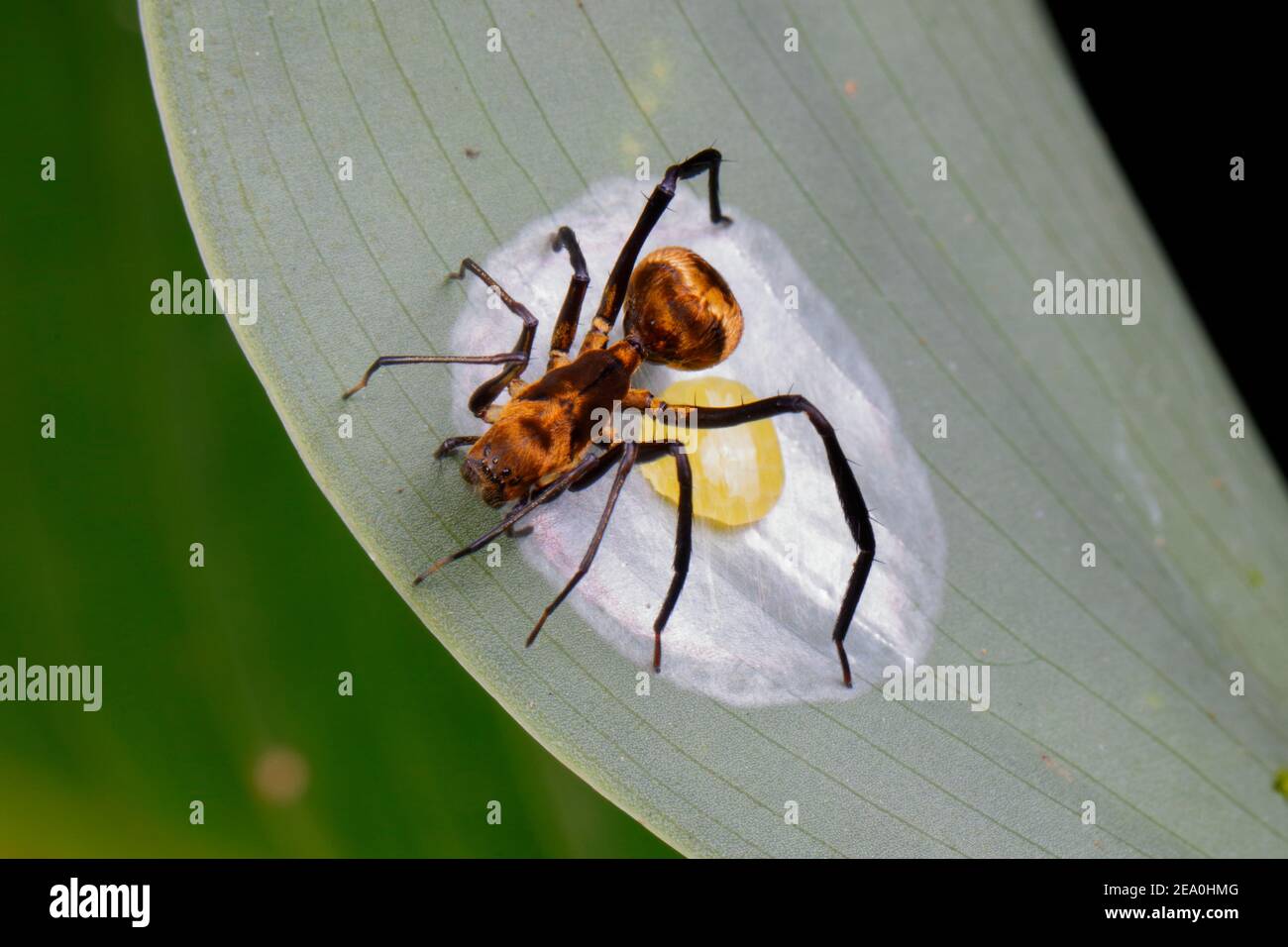 Un charpentier doré imitant l'araignée, Myrmecotypus rettenmeyeri, après avoir pondu une masse d'oeufs. Banque D'Images
