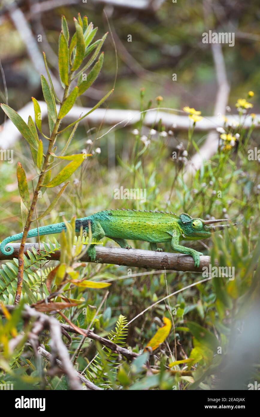 Caméléon aux jardins botaniques de Kula à Maui, Bonjour. Banque D'Images