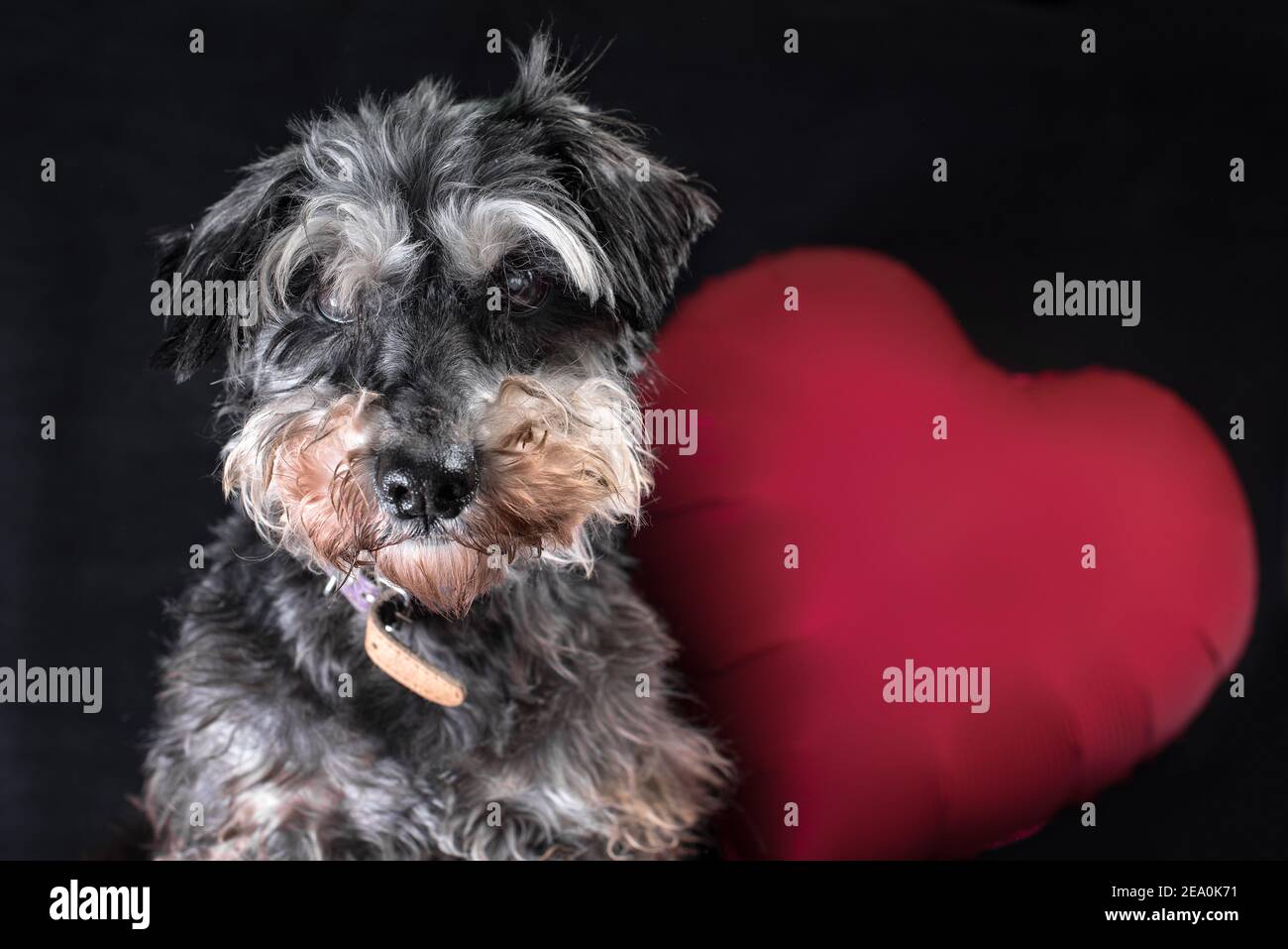 joyeux chien de race schnauzer miniature de la saint-valentin avec un rouge ballon en forme de cœur sur fond noir Banque D'Images